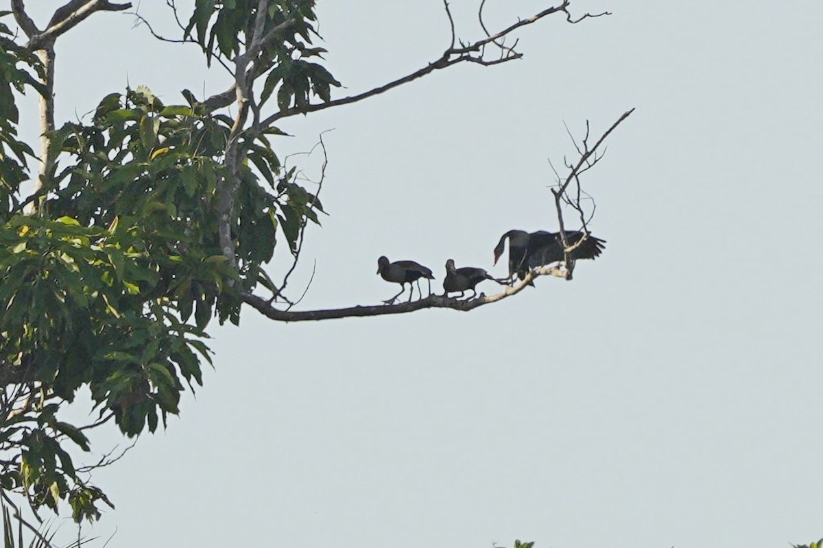 Black-bellied Whistling-Duck (autumnalis) - ML610520264