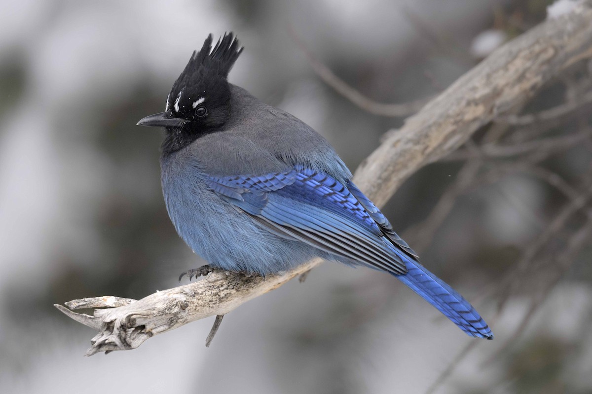 Steller's Jay - ML610520323