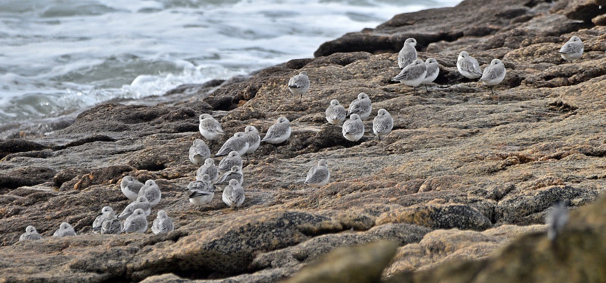 Sanderling - ML610520327