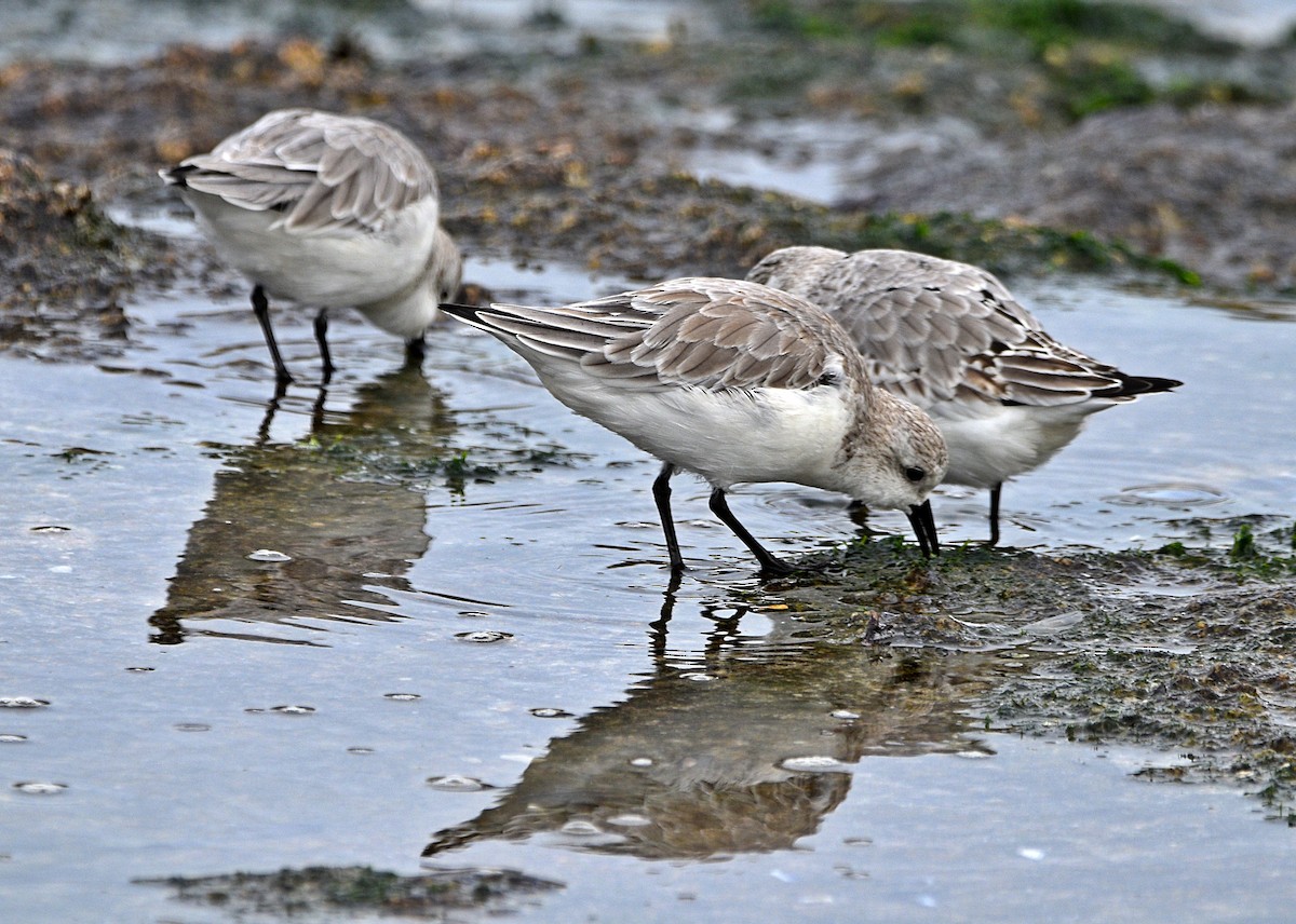 Bécasseau sanderling - ML610520330