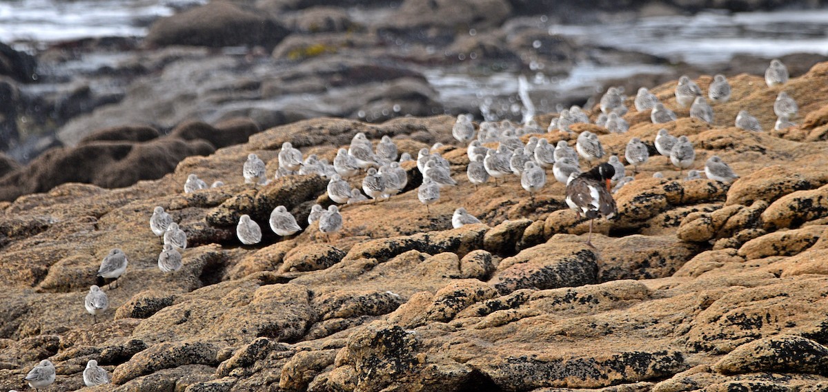 Bécasseau sanderling - ML610520333