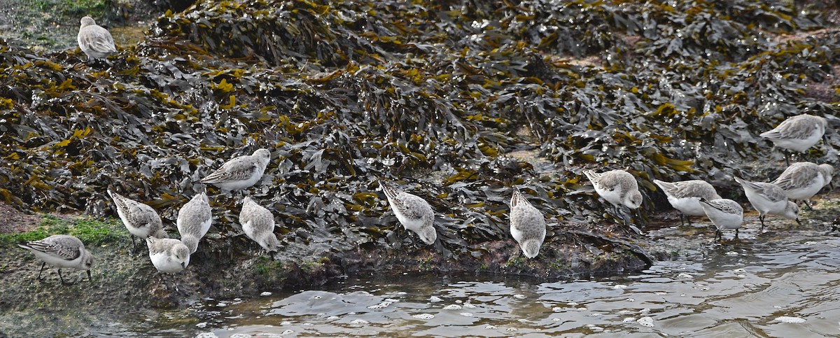 Bécasseau sanderling - ML610520334