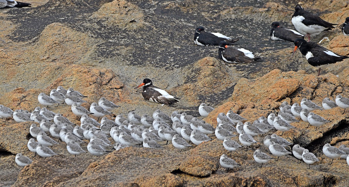 Sanderling - ML610520338