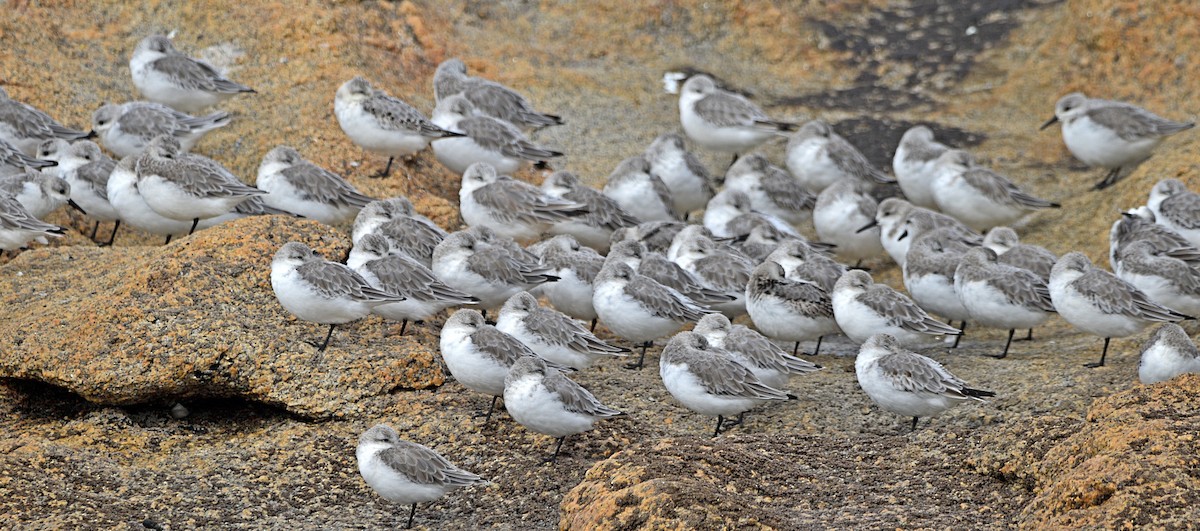 Bécasseau sanderling - ML610520339