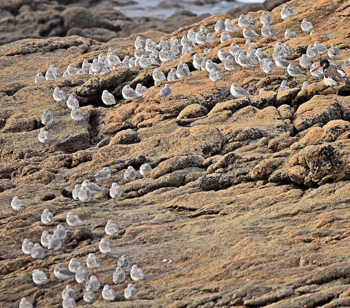 Sanderling - ML610520340