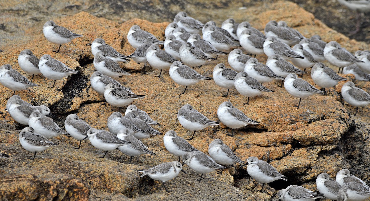 Bécasseau sanderling - ML610520342