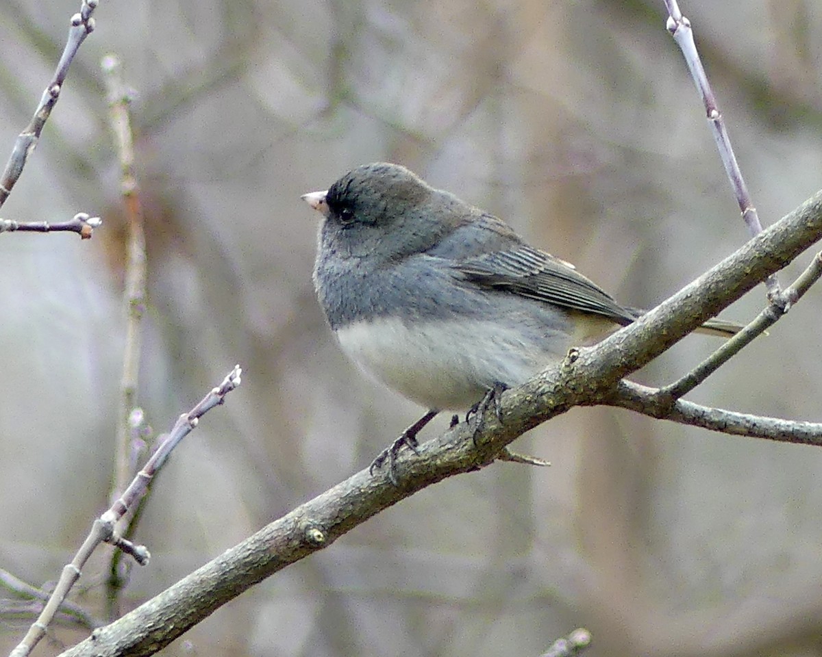 Dark-eyed Junco - ML610520382