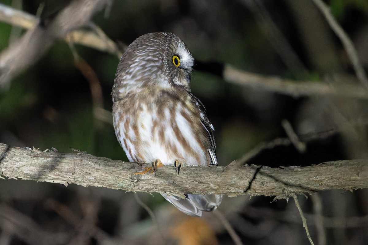 Northern Saw-whet Owl - ML610520385