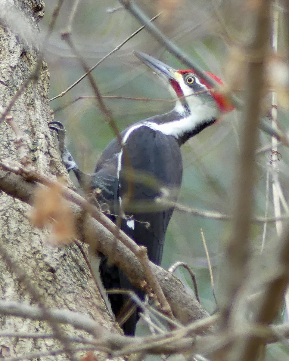 Pileated Woodpecker - ML610520391