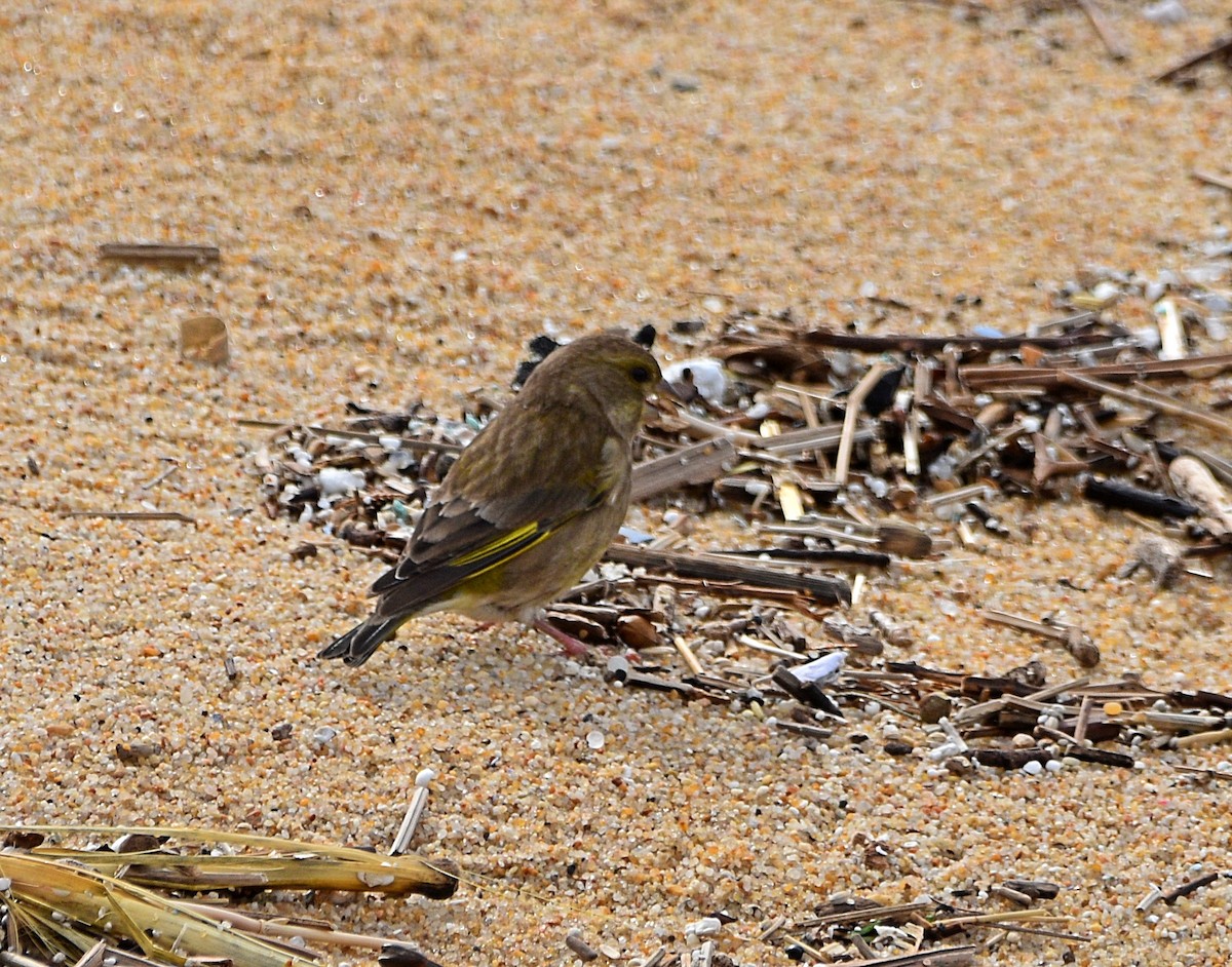 European Greenfinch - ML610520483