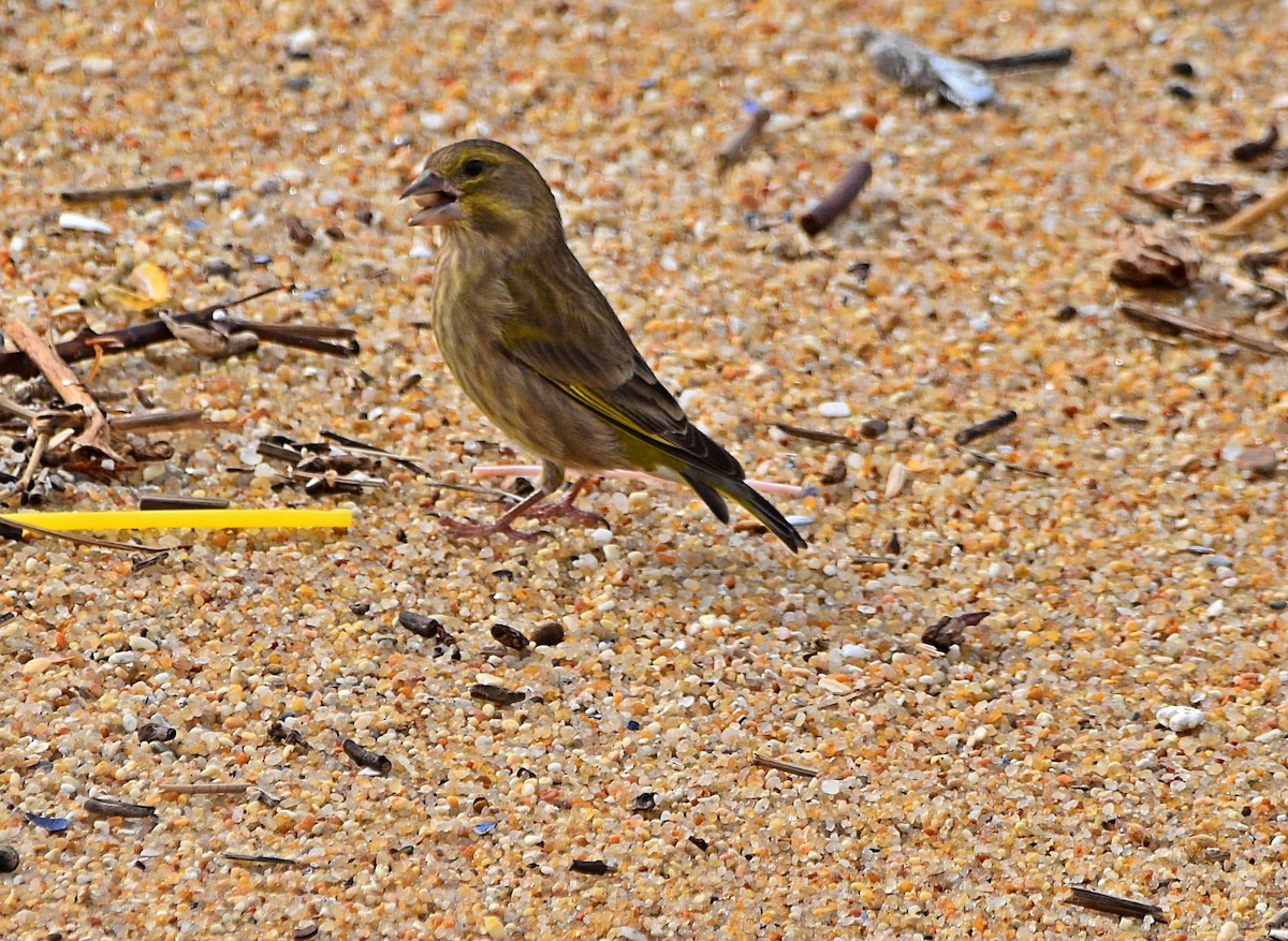 European Greenfinch - ML610520487