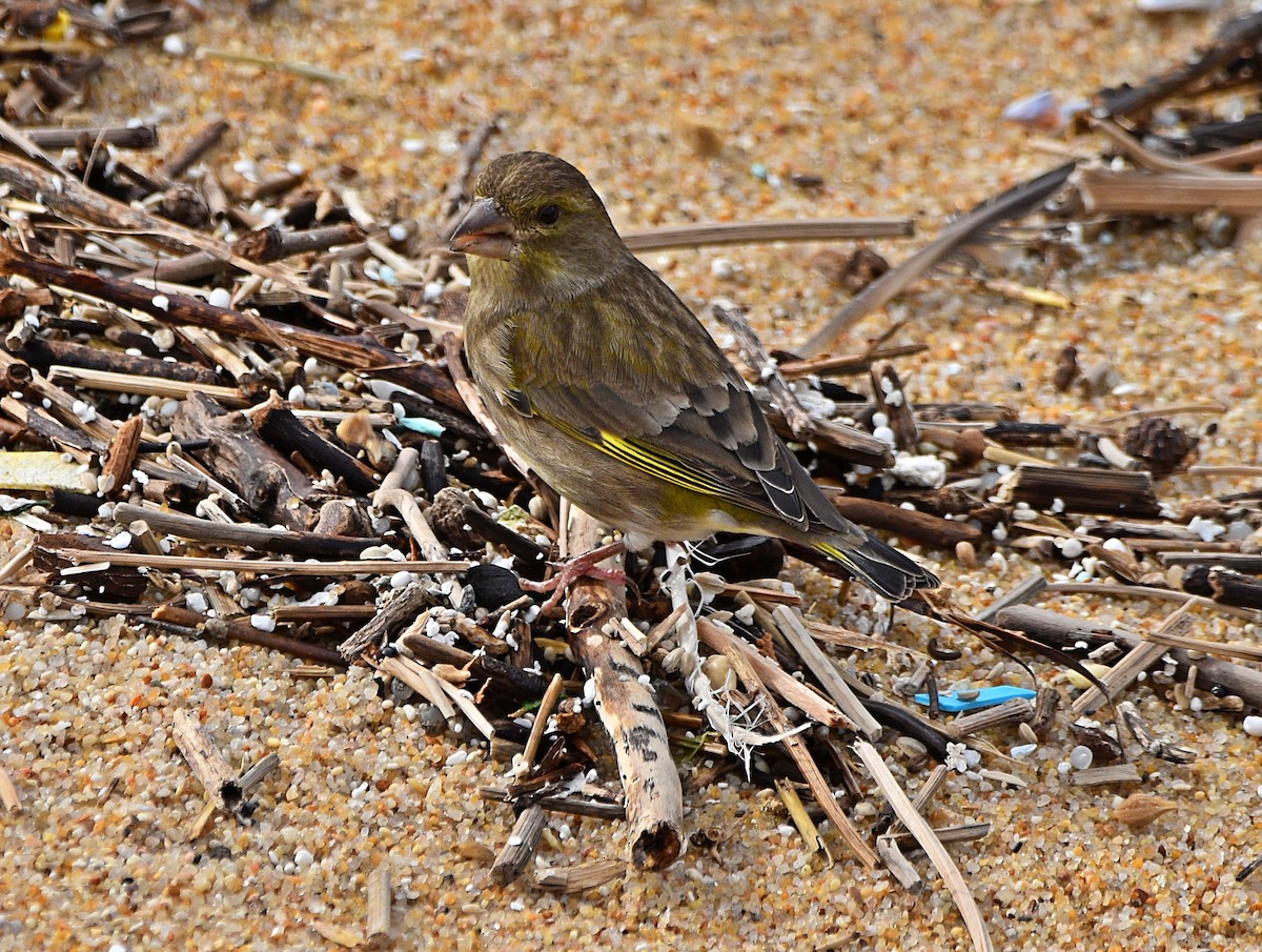 European Greenfinch - ML610520489