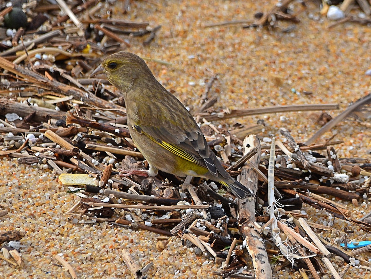 European Greenfinch - ML610520490