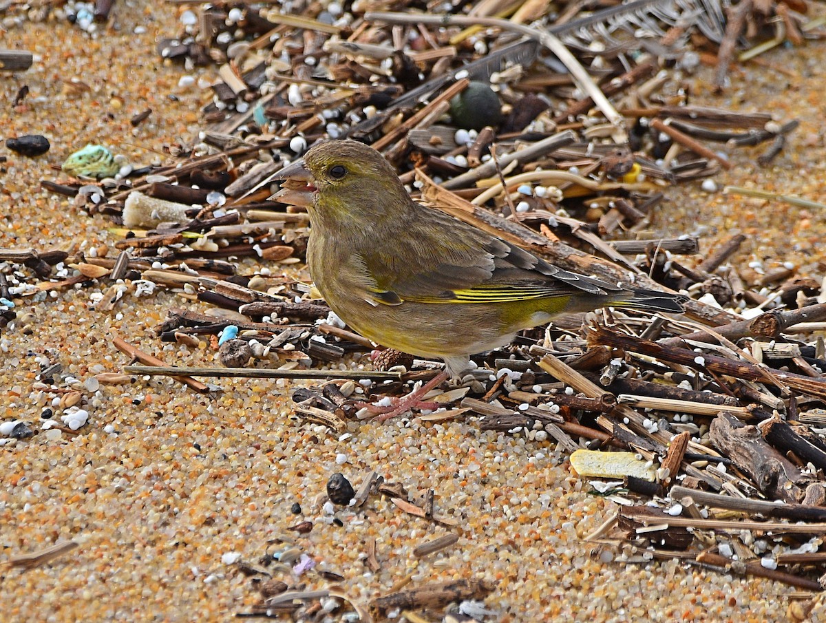 European Greenfinch - ML610520491