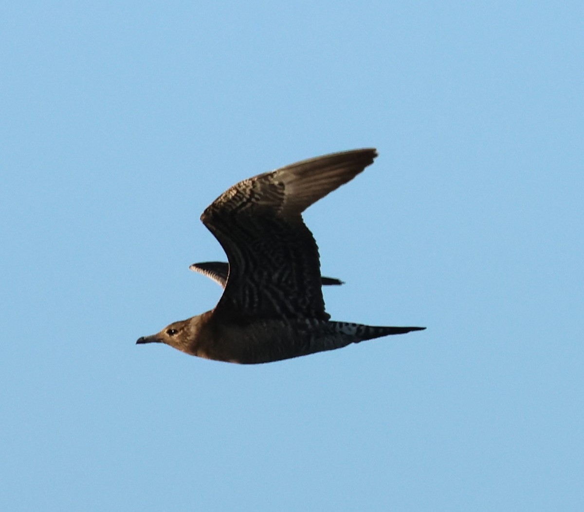 Long-tailed Jaeger - ML610520614