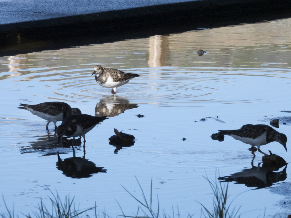 Ruddy Turnstone - Carol Bailey-White