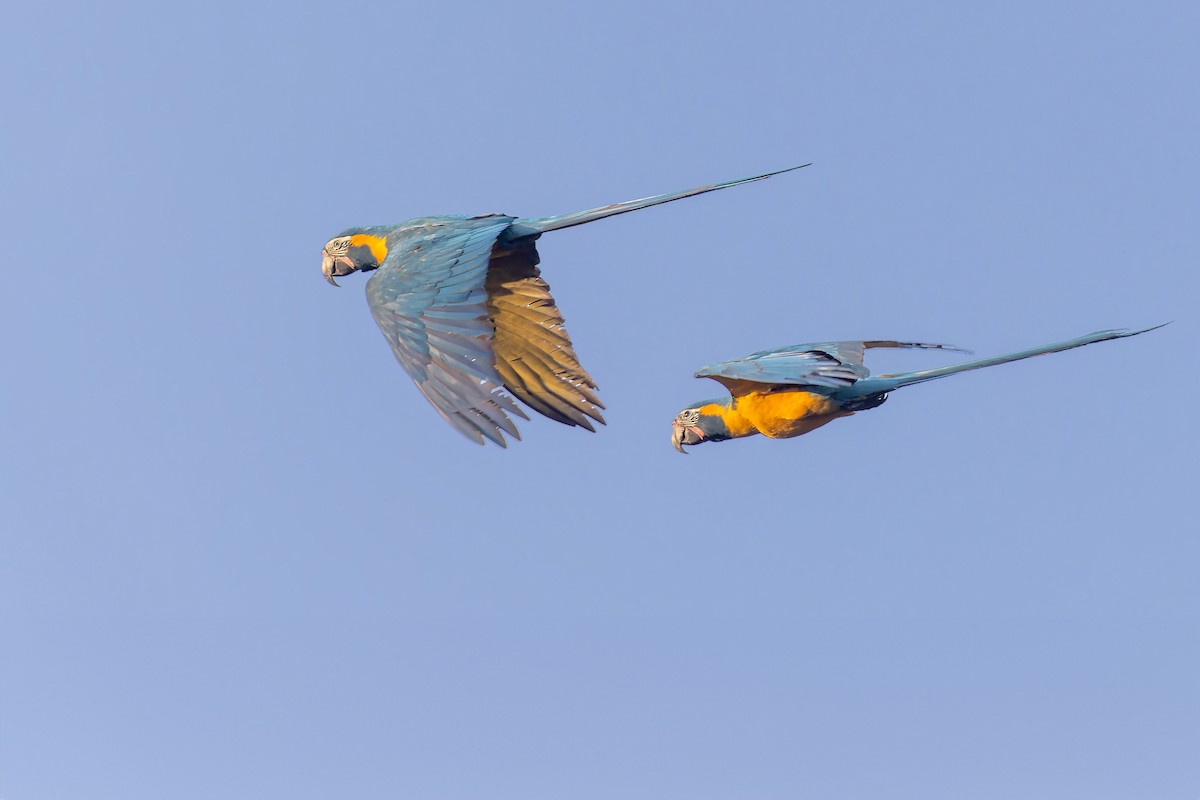 Blue-throated Macaw - ML610520704