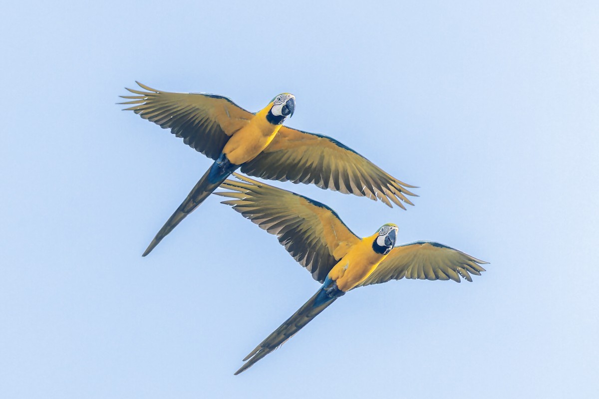 Blue-and-yellow Macaw - ML610520748