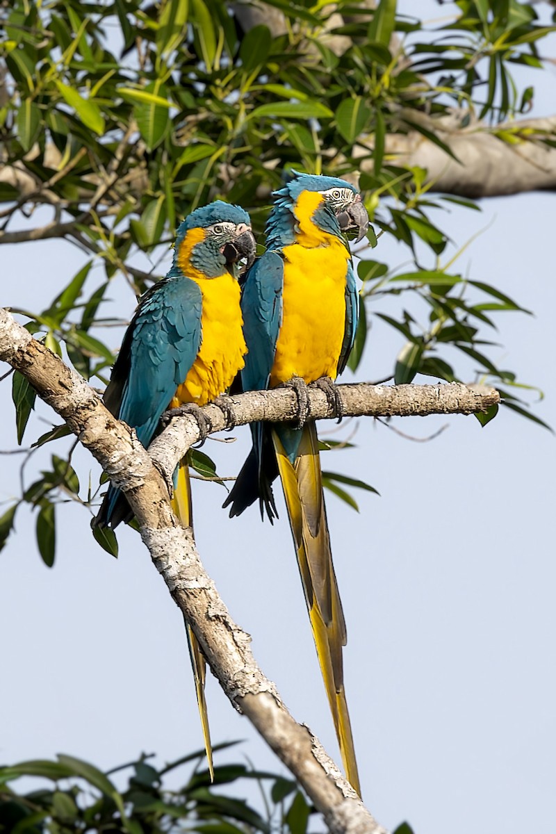 Blue-throated Macaw - Bradley Hacker 🦜