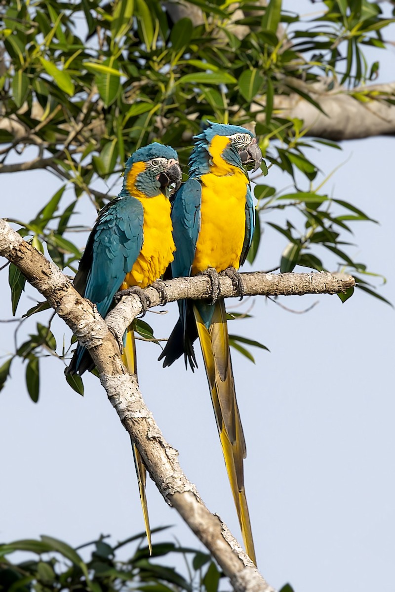 Blue-throated Macaw - ML610520764