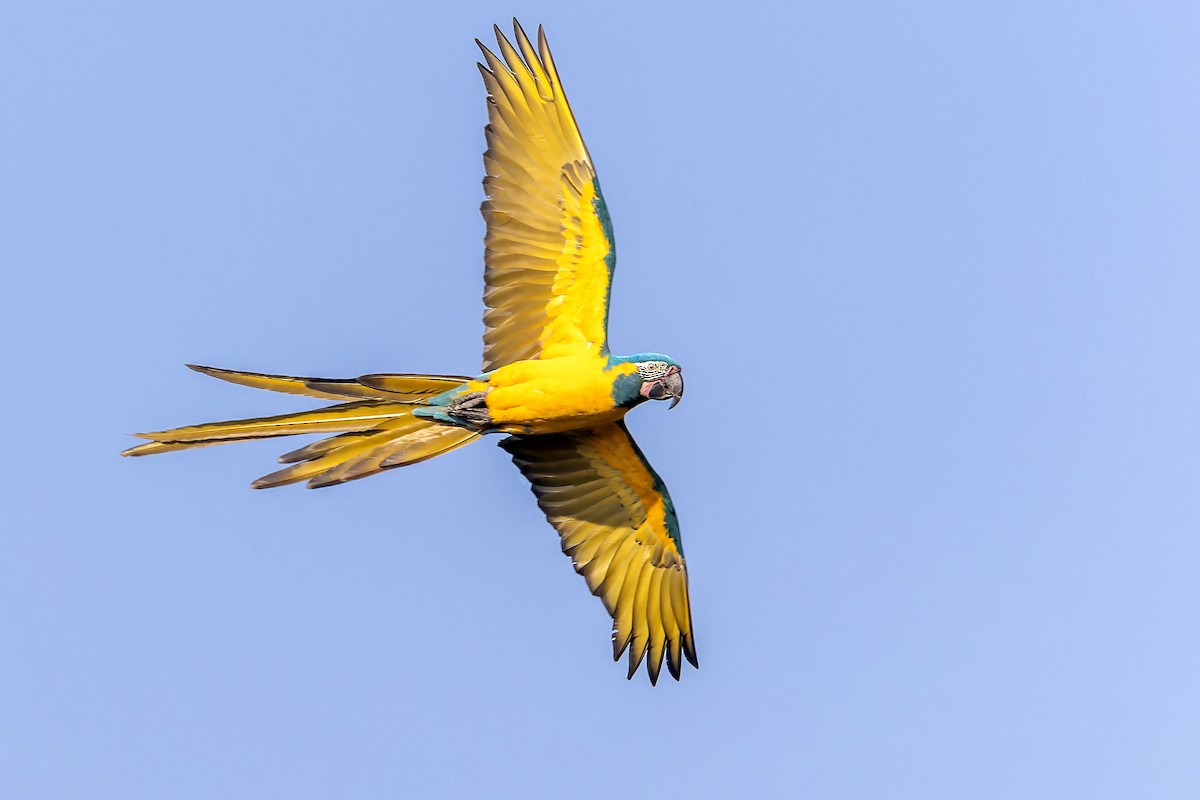 Guacamayo Barbiazul - ML610520767