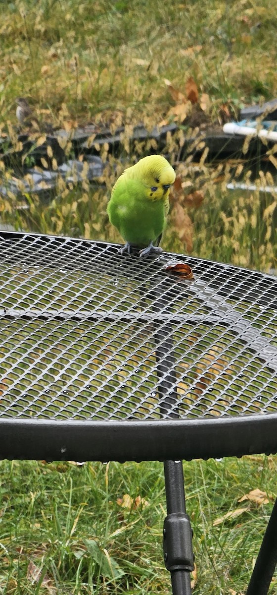 Budgerigar - ML610520790