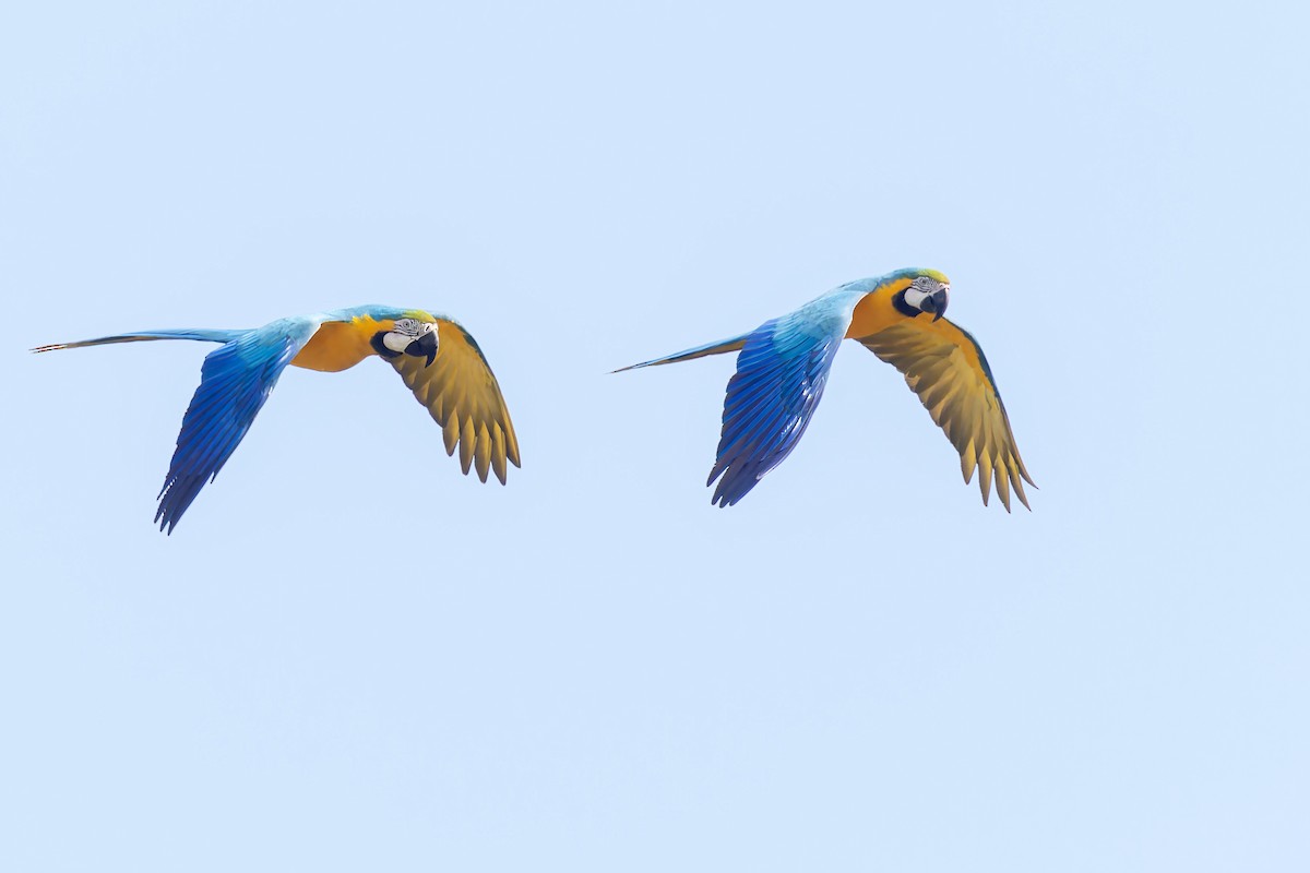 Blue-and-yellow Macaw - ML610520792