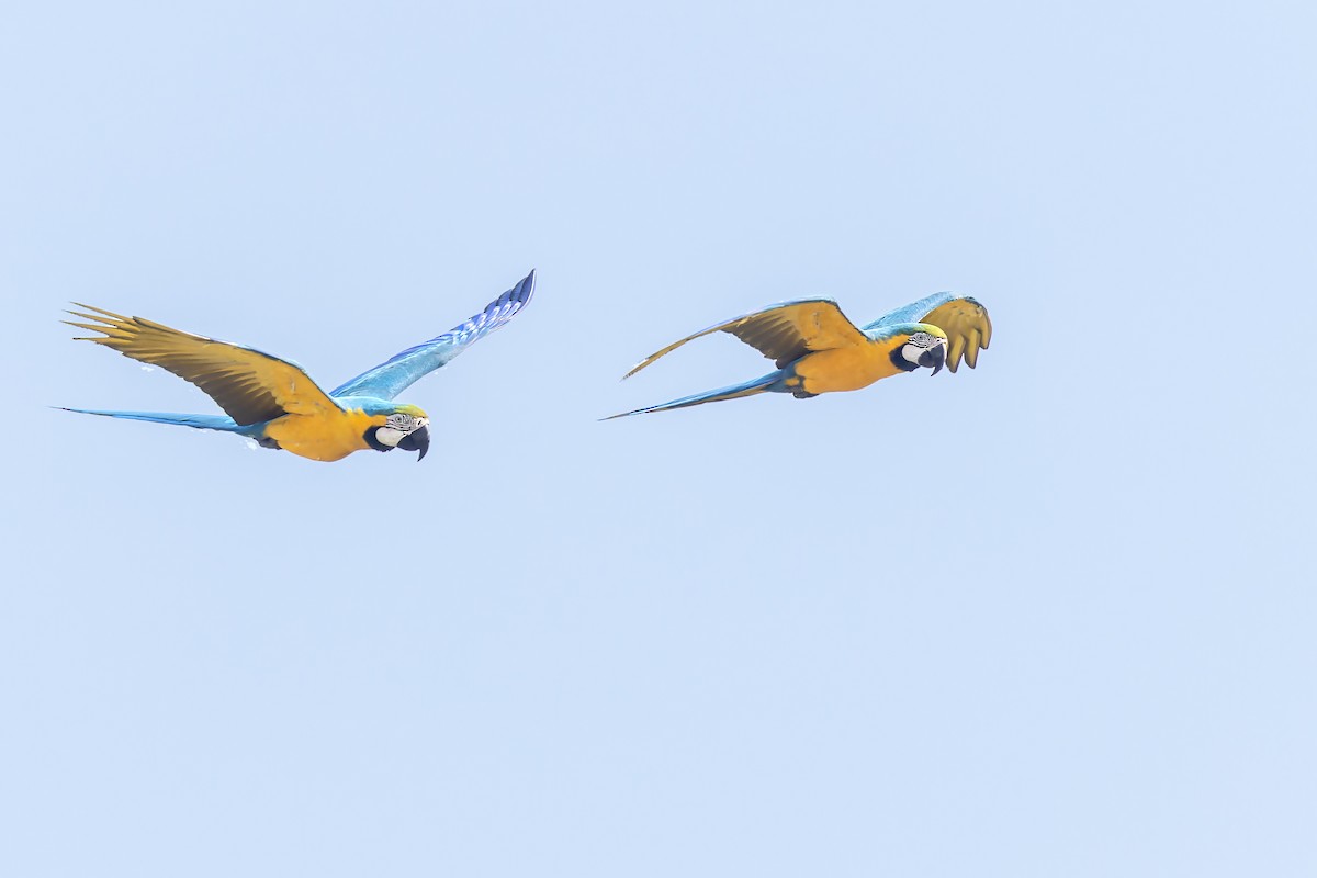 Blue-and-yellow Macaw - ML610520793