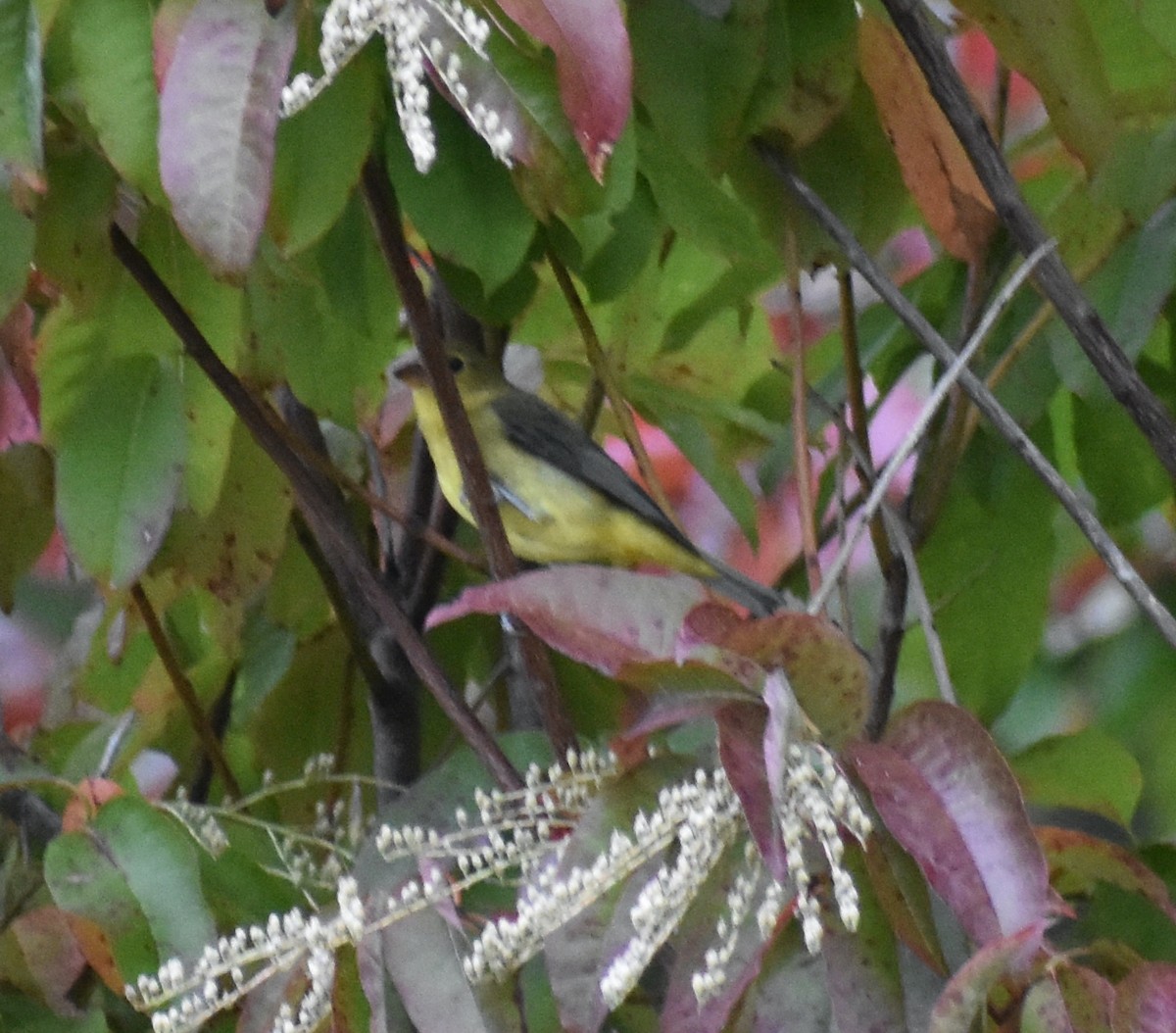 Scarlet Tanager - John Lynch