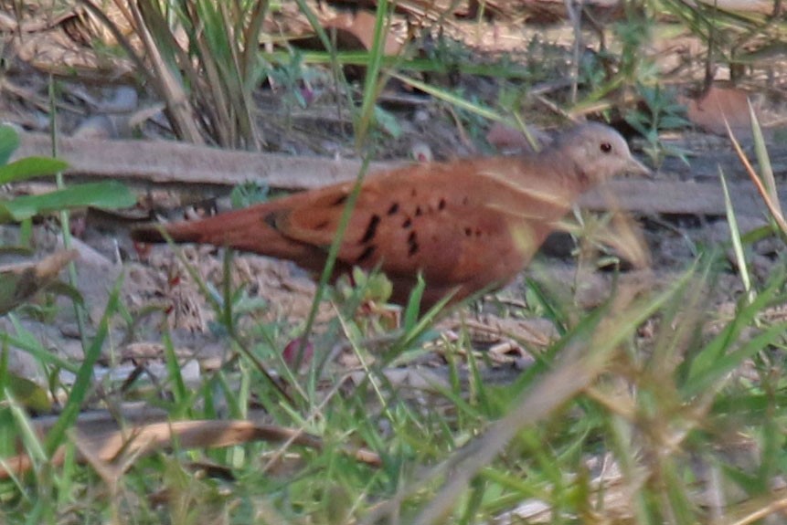 Ruddy Ground Dove - Joan and/or George Sims