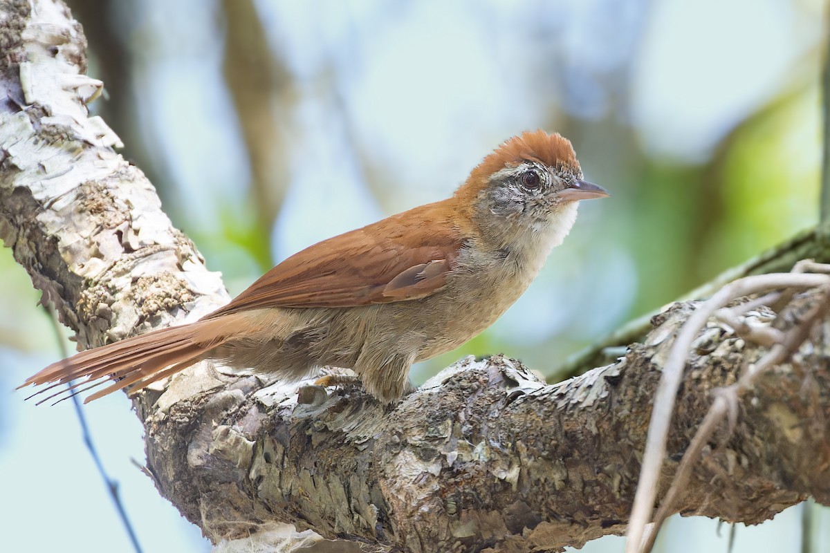 Rusty-backed Spinetail - Bradley Hacker 🦜