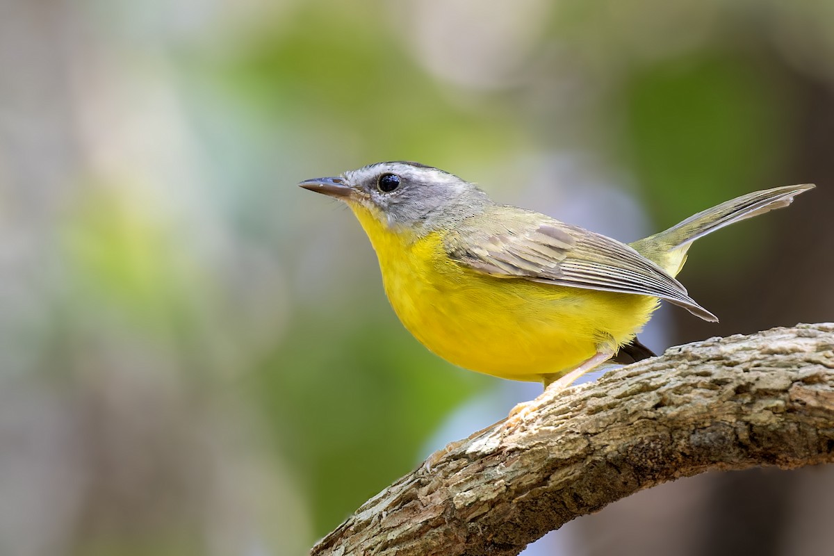 Golden-crowned Warbler - Bradley Hacker 🦜