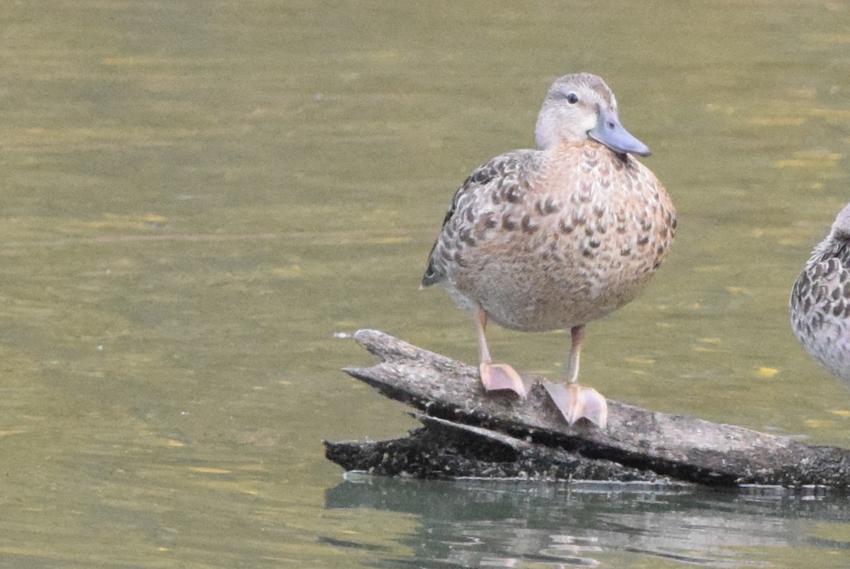 Blue-winged Teal - ML610520848