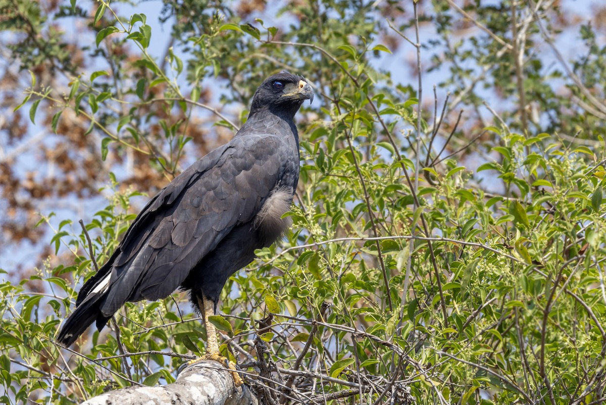 Great Black Hawk - Bradley Hacker 🦜