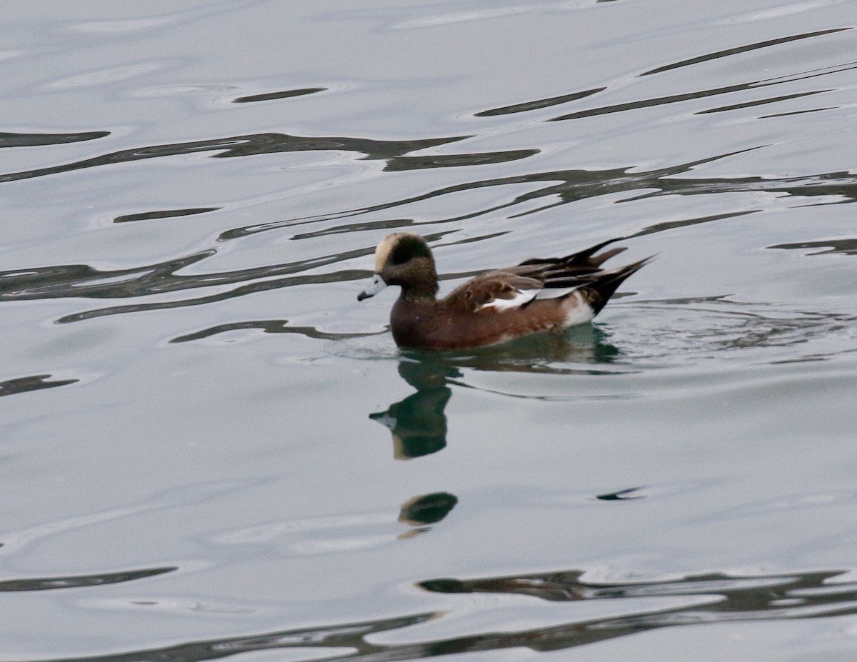 American Wigeon - ML610520895