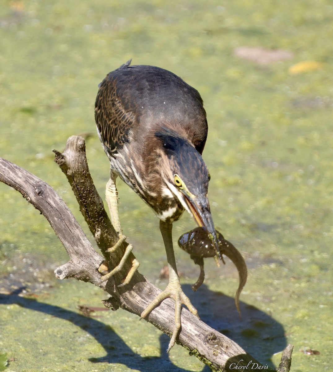 Green Heron - Cheryl Davis