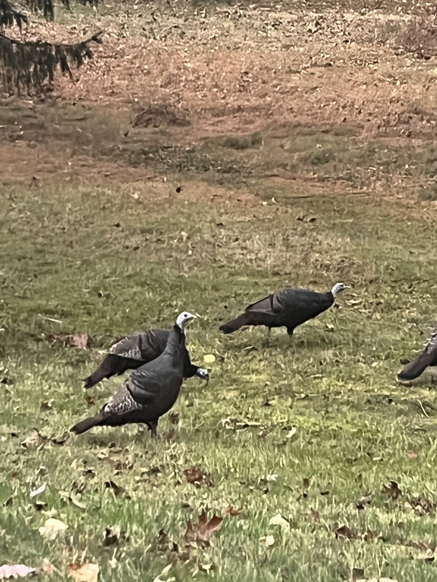 Wild Turkey - Orion Lewinski