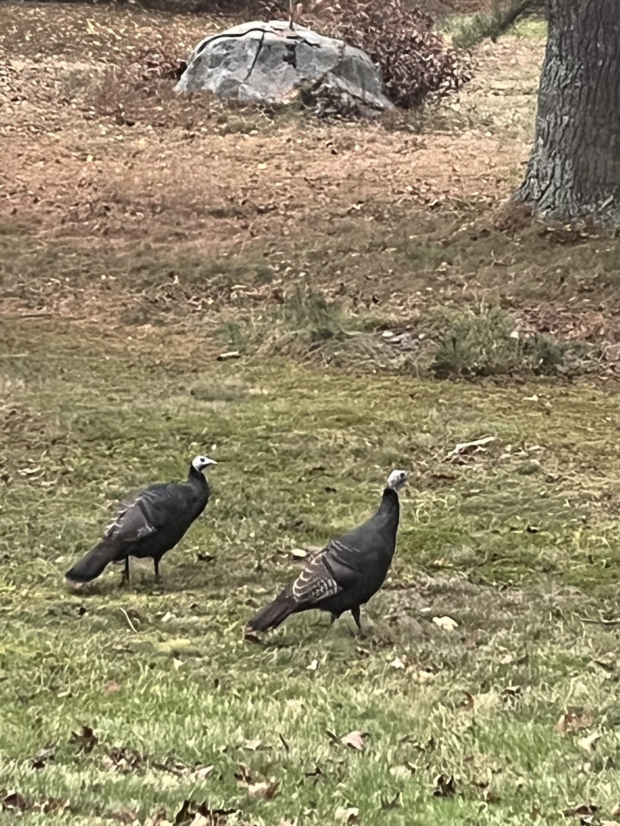 Wild Turkey - Orion Lewinski