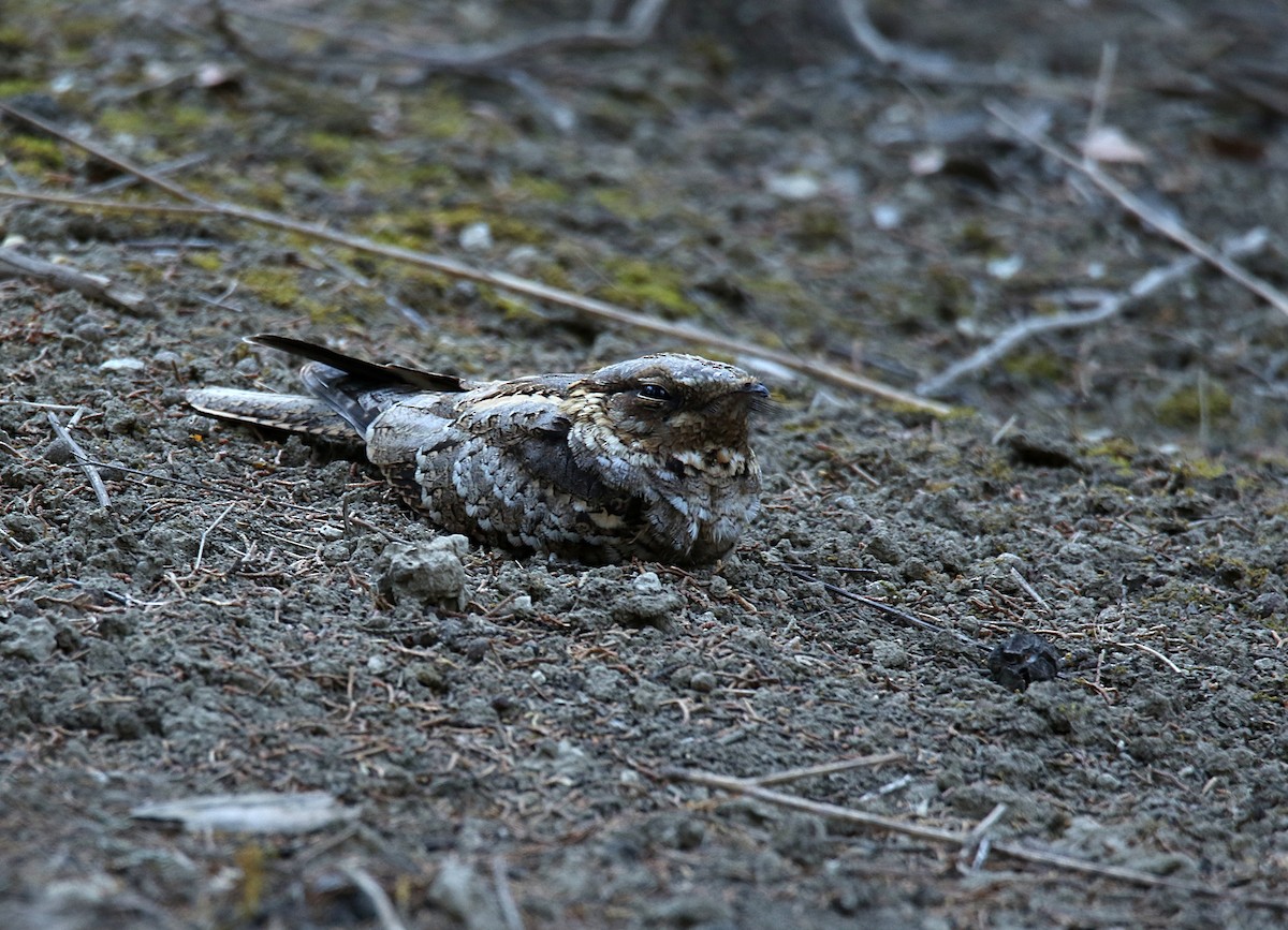 Red-necked Nightjar - Miguel García