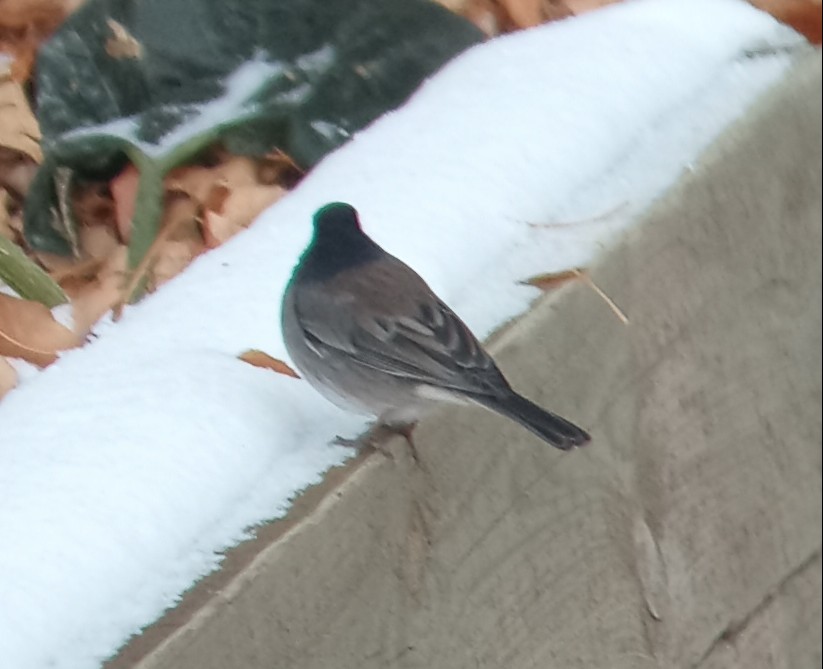 Junco Ojioscuro (grupo oreganus) - ML610521035