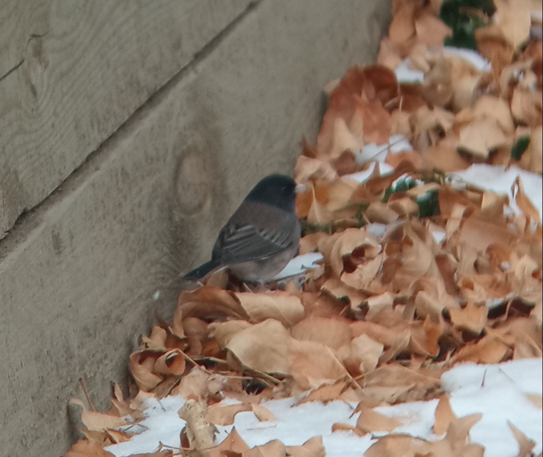 Dark-eyed Junco (Oregon) - ML610521038