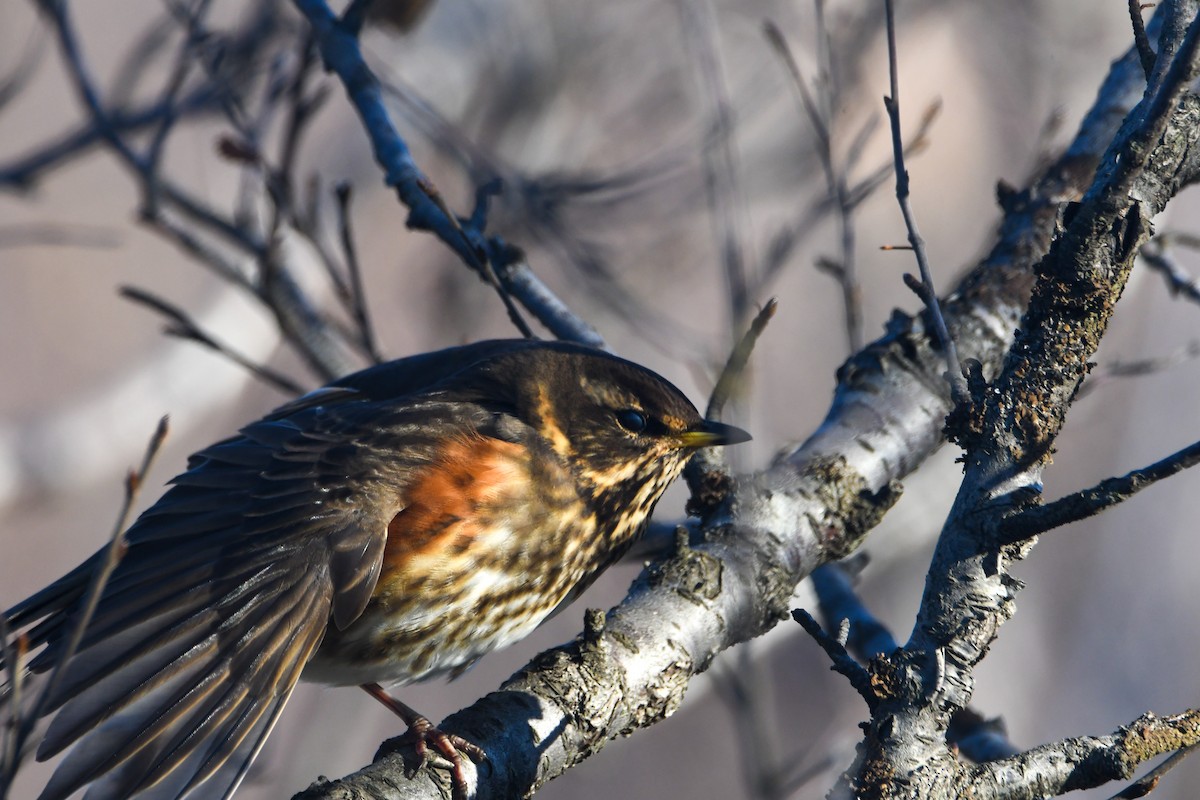 Redwing (Icelandic) - Benjamin Filreis