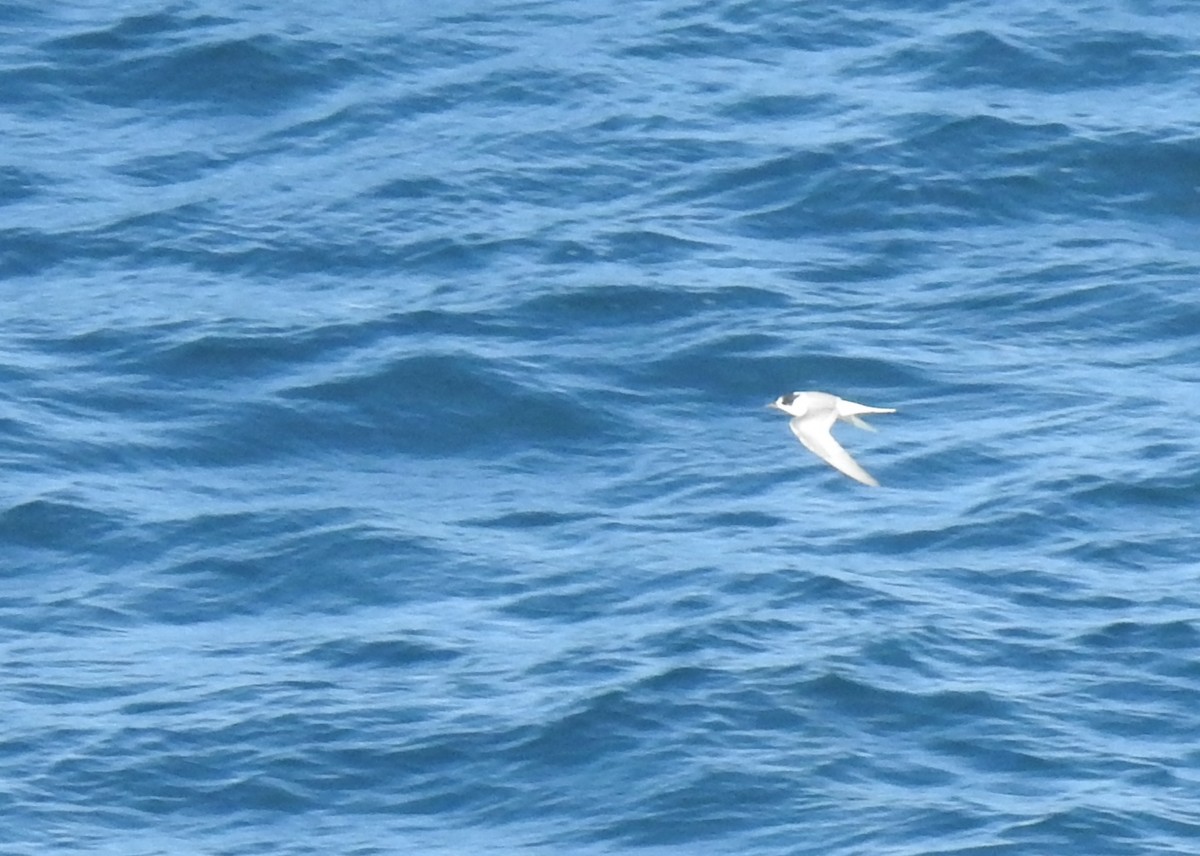 Arctic Tern - ML610521161