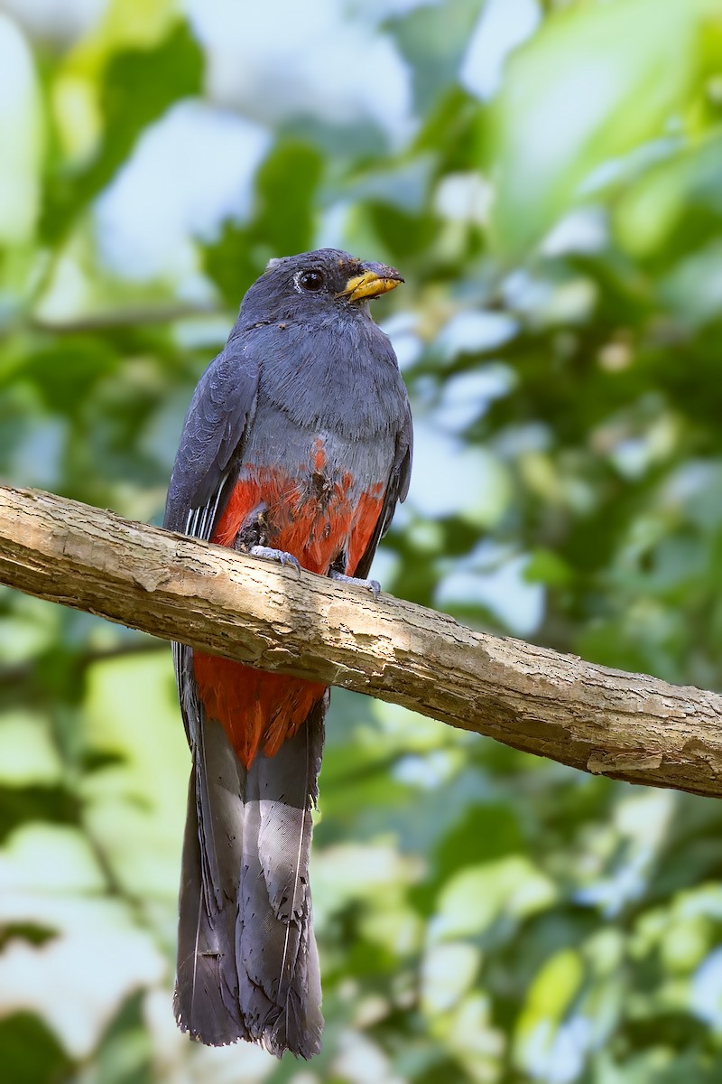 Schwarzschwanztrogon - ML610521220