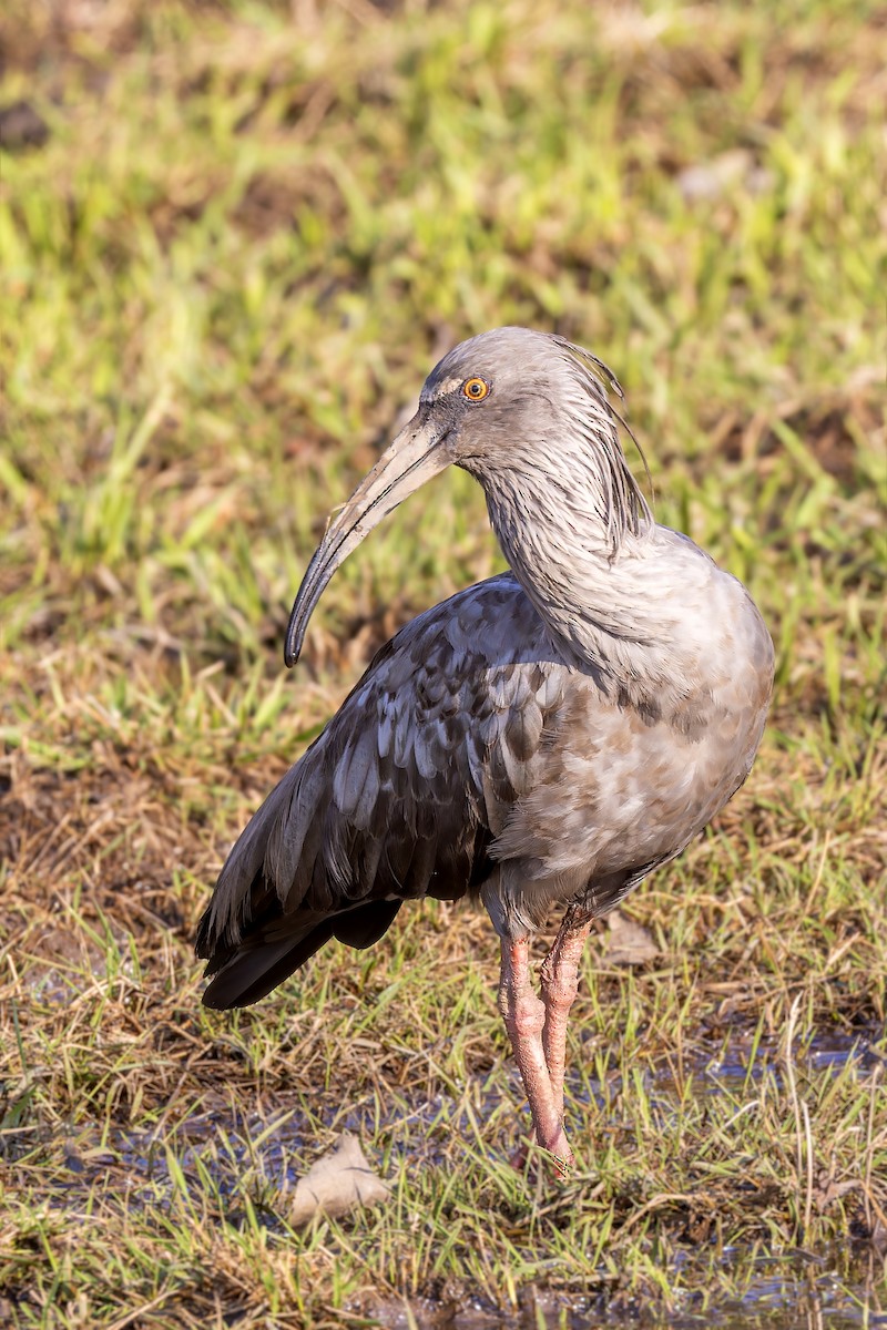 Plumbeous Ibis - Bradley Hacker 🦜