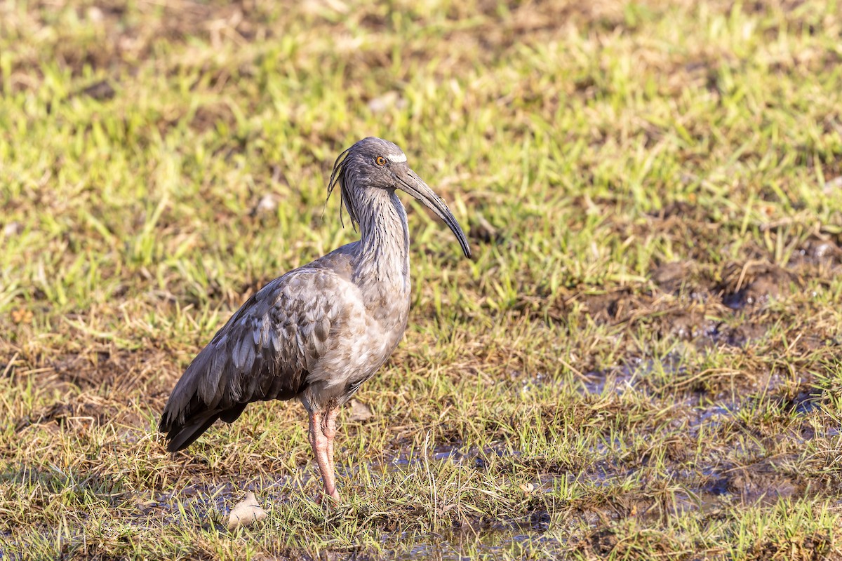 Plumbeous Ibis - Bradley Hacker 🦜