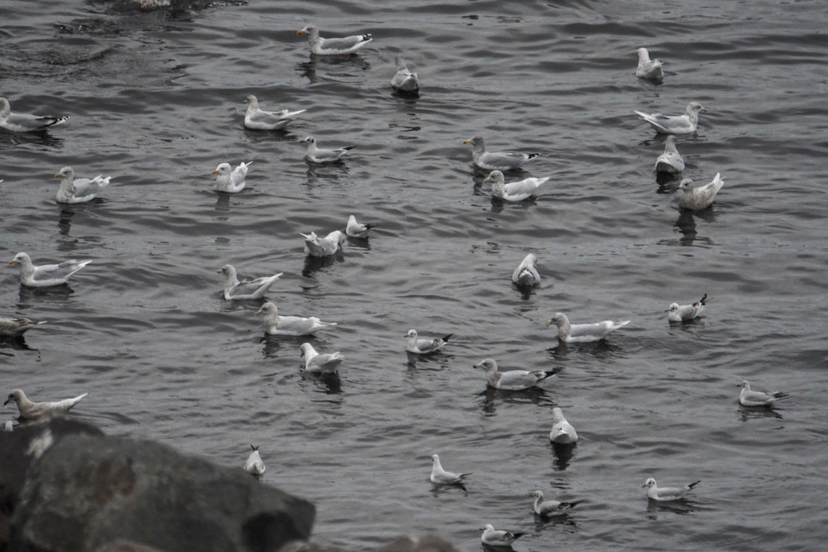 Iceland Gull (kumlieni/glaucoides) - ML610521352