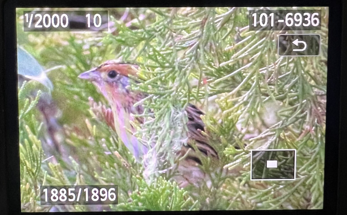 LeConte's Sparrow - ML610521388