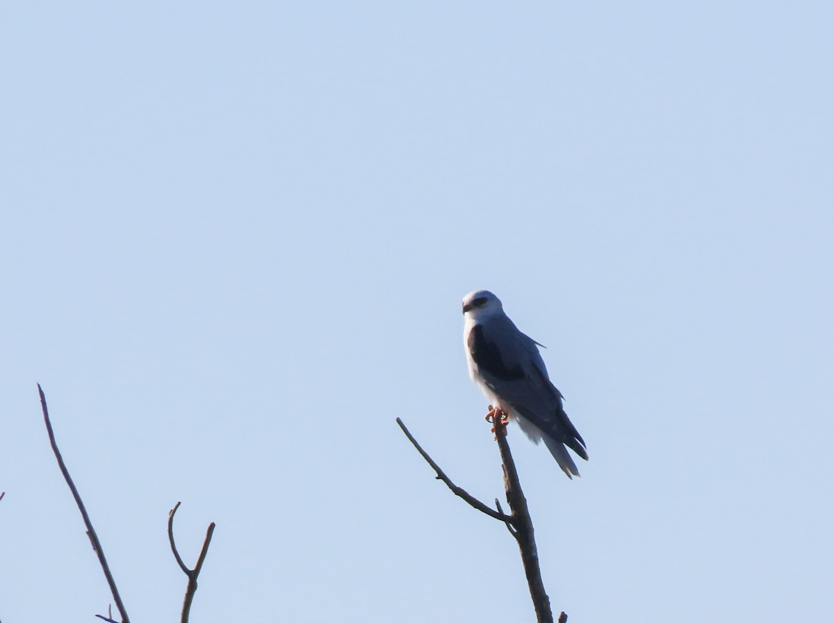 White-tailed Kite - ML610521391