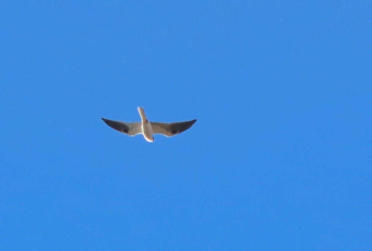 White-tailed Kite - ML610521392